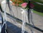 album_pic
